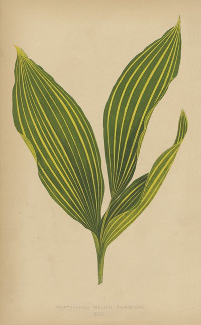 Convallaria Majalis Variegata by English School